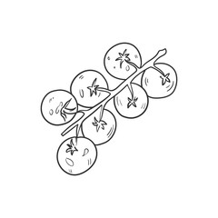 Cherry tomatoes Line vector illustration. Detailed Food icon for mobile concept, print, menu, and web apps. For for restaurant, bar, vegan, healthy and organic food, market, farmers market.