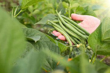 Long greeen beans in hand. Harvest of long beans. Organic vegetarian food.