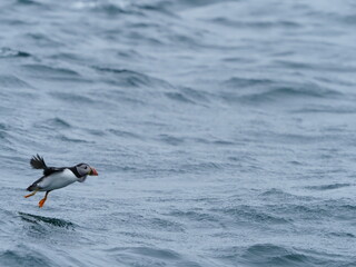 Puffin in the North Sea