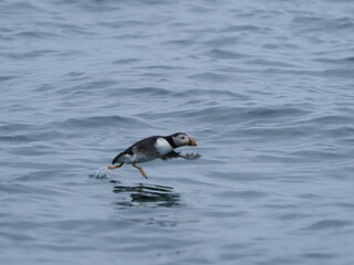 Puffin in the North Sea