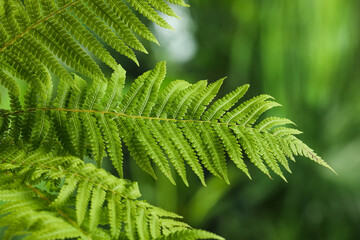 Beautiful fresh fern leaves on blurred background, closeup