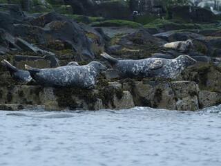Grey seals in the Farne Islands