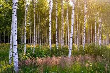 White Birch tree trunks growing in forest in an interesting summer sun light, giving strange feeling