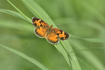 Pearl Crescent Butterly in grass