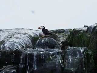 Puffins in the Farne Islands