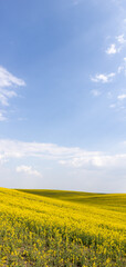 Fototapeta na wymiar Rapeseed field in blossom with the blue sky and clouds forming large copy space.