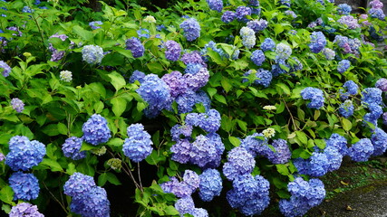 色鮮やかなアジサイ