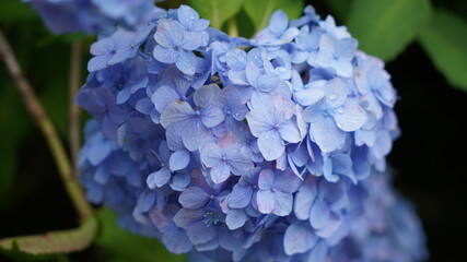 色鮮やかなアジサイ