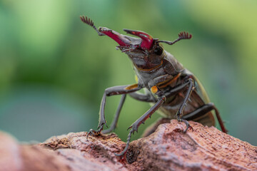 Male European stag beetle (Lucanus cervus) on red stone isolated on blurred green background. Outdoor macro photography