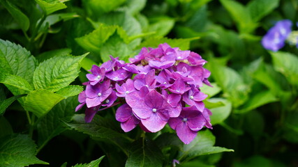 色鮮やかなアジサイ