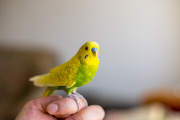 Cute little parakeet budgie at home