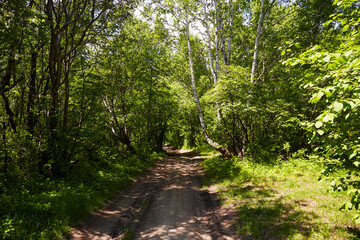 A road in a dense forest on a sunny summer day.