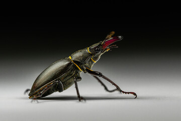 Side view of male European stag beetle (Lucanus cervus) isolated on dark gray and black background. Studio macro photography