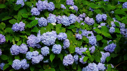 色鮮やかなアジサイ