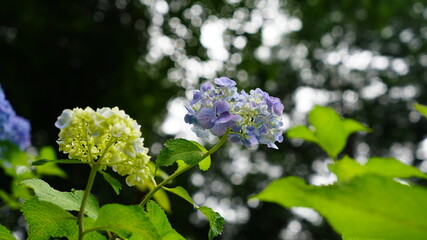 色鮮やかなアジサイ