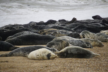 Fototapeta na wymiar Seals by the beach at Horsey Gap, Norfolk, UK photographed by sony a6000 in June 2021
