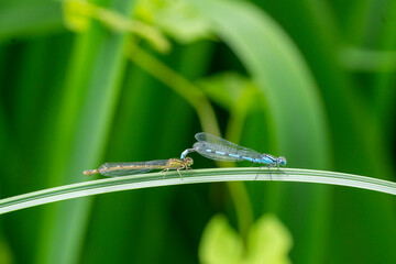les libellules © antoine