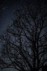 Fototapeta premium 星空と木