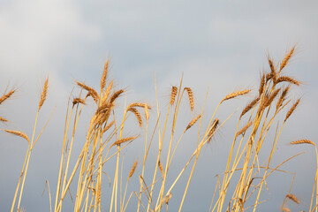 Espigas de trigo (triticum spp) contra el cielo en un amanecer de verano