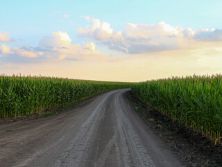 Rural road is turning through corn fields