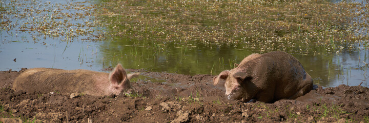 Pigs bathing in the mud