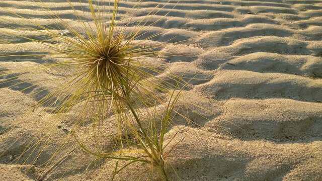 spinifex grass on the beach sand