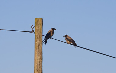 Old crow couple sitting on the electric cable near the wooden post