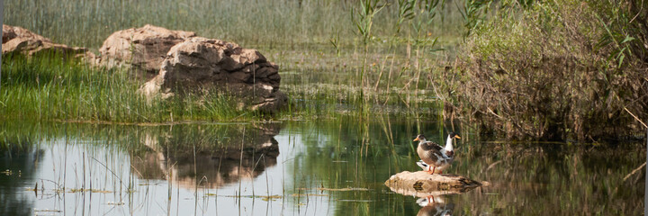 Fototapeta na wymiar Two ducks swimming together in the stream