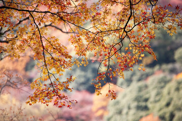 箕面滝道の紅葉