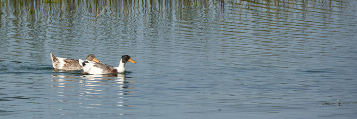 Two ducks swimming together in the stream