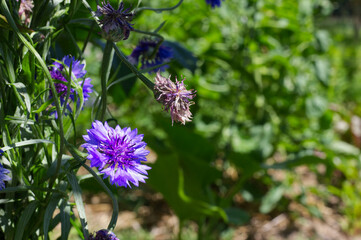 Fleur de bleuets en gros plan pendant l'été