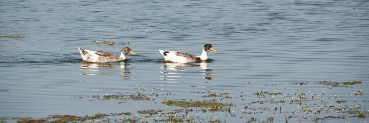 Two ducks swimming together in the stream