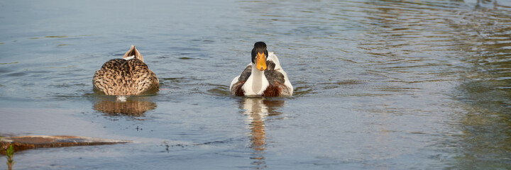 Two ducks swimming together in the stream