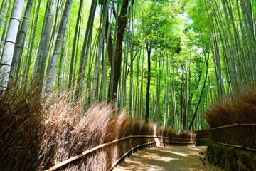 嵐山の竹林の小径