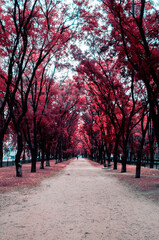 Alley in the park made of trees with bright red leaves