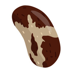 Hand-drawn brazil nut vector illustration. Farm organic nut for vegetarian diet.
