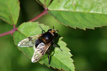 Bumble Bee Fly. Scientific name Volucella bombylans. A bumble bee mimicking hoverfly.
