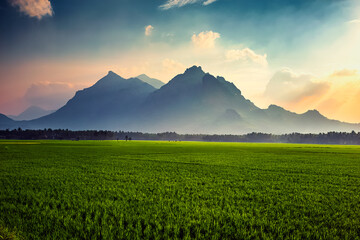 Beautiful landscape growing Paddy rice field with mountain and blue sky background in Nagercoil....