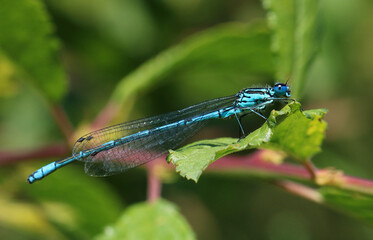 Azure Damselfly male. Scientific name, Coenagrion puella. Damselfly is basking on a leaf.