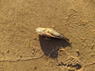 small and dead fish washed up on the sandy shore.