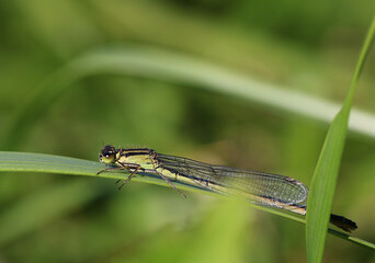 Scarce Blue-tailed Damselfly female. Scientific name, Ischnura pumilio. Damselfly is basking on a grass leaf.