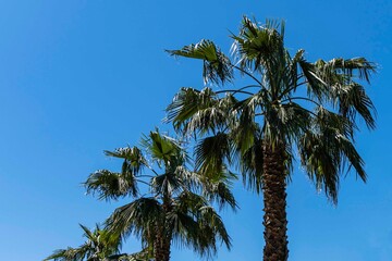 Palms Washingtonia filifera commonly known as California fan palm in resort town of Adler. View of palm alley in  South Cultures arboretum against background of blue spring sky.