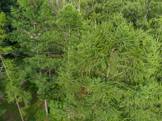 Evergreen pine tree branches, summer aerial view