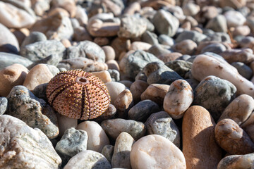 Pink sea urchin shell (skeleton) close-up on pebble stone beach on Mediterranean sea in Greece. Spiny, globular animals, echinoderms round hard shells
