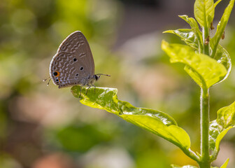 Eastern Tail Blue Butterfly sitting in garden with insects