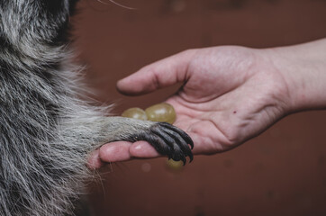 Photo of a handshake raccoon and a man