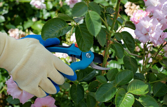 Secaters Insect รูปภาพSecateurs – เลือกดูภาพถ่ายสต็อก เวกเตอร์ และวิดีโอ42,202 | Adobe ...