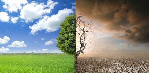 The tree is bisected, with one thriving in fertile environments and the other dying in arid...