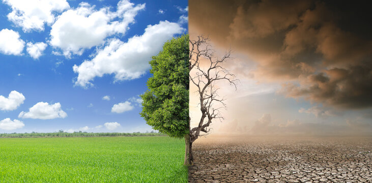 The tree is bisected, with one thriving in fertile environments and the other dying in arid environments. climate and environment concept
