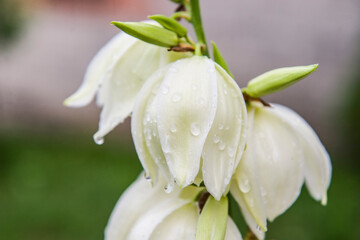 Kwiat juki ogrodowej po deszczu.